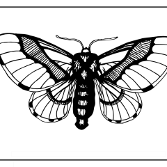 Butterfly-Coloring-Pages-for-Kids-adults-Free-Printable-Image_94