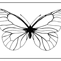 Butterfly-Coloring-Pages-for-Kids-adults-Free-Printable-Image_98