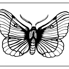 Butterfly-Coloring-Pages-for-Kids-adults-Free-Printable-Image_99