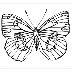 Butterfly-Coloring-Pages-for-Kids-adults-Free-Printable-Image_2