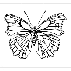 Butterfly-Coloring-Pages-for-Kids-adults-Free-Printable-Image_3