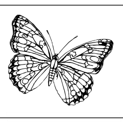 Butterfly-Coloring-Pages-for-Kids-adults-Free-Printable-Image_4