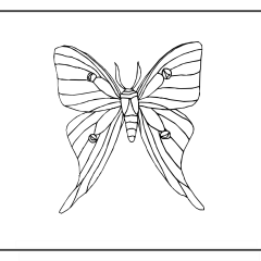 Butterfly-Coloring-Pages-for-Kids-adults-Free-Printable-Image_5