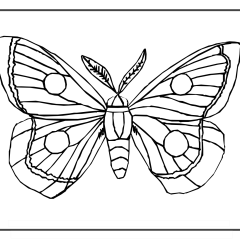 Butterfly-Coloring-Pages-for-Kids-adults-Free-Printable-Image_6