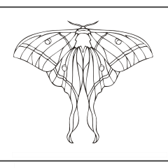 Butterfly-Coloring-Pages-for-Kids-adults-Free-Printable-Image_70