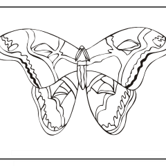 Butterfly-Coloring-Pages-for-Kids-adults-Free-Printable-Image_71