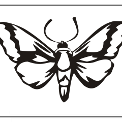 Butterfly-Coloring-Pages-for-Kids-adults-Free-Printable-Image_72