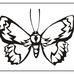 Butterfly-Coloring-Pages-for-Kids-adults-Free-Printable-Image_74