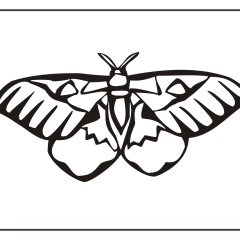 Butterfly-Coloring-Pages-for-Kids-adults-Free-Printable-Image_76