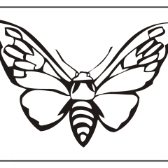 Butterfly-Coloring-Pages-for-Kids-adults-Free-Printable-Image_78