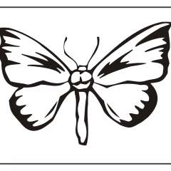 Butterfly-Coloring-Pages-for-Kids-adults-Free-Printable-Image_79