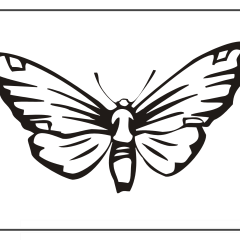 Butterfly-Coloring-Pages-for-Kids-adults-Free-Printable-Image_83