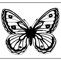 Butterfly-Coloring-Pages-for-Kids-adults-Free-Printable-Image_84