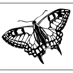 Butterfly-Coloring-Pages-for-Kids-adults-Free-Printable-Image_85