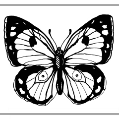 Butterfly-Coloring-Pages-for-Kids-adults-Free-Printable-Image_86