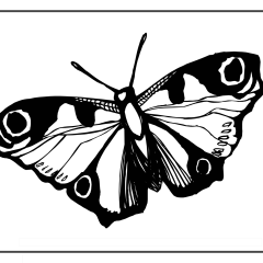 Butterfly-Coloring-Pages-for-Kids-adults-Free-Printable-Image_88