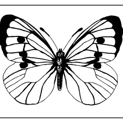 Butterfly-Coloring-Pages-for-Kids-adults-Free-Printable-Image_89