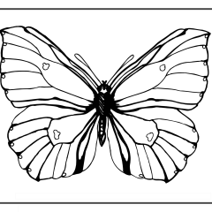 Butterfly-Coloring-Pages-for-Kids-adults-Free-Printable-Image_91