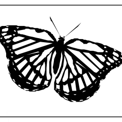 Butterflies_Coloring_Pages_01-proper-104