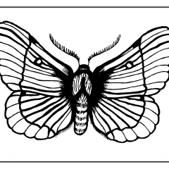 Butterflies_Coloring_Pages_01-proper-106