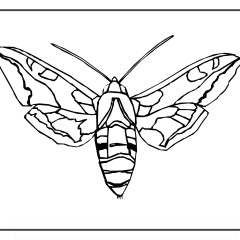 Butterfly-Coloring-Pages-for-Kids-adults-Free-Printable-Image_10