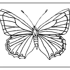 Butterfly-Coloring-Pages-for-Kids-adults-Free-Printable-Image_12