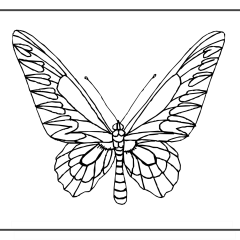 Butterfly-Coloring-Pages-for-Kids-adults-Free-Printable-Image_13