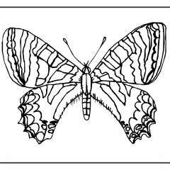 Butterfly-Coloring-Pages-for-Kids-adults-Free-Printable-Image_9