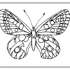 Butterfly-Coloring-Pages-for-Kids-adults-Free-Printable-Image_14