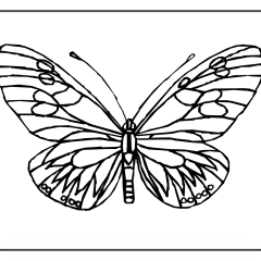 Butterfly-Coloring-Pages-for-Kids-adults-Free-Printable-Image_16