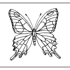 Butterfly-Coloring-Pages-for-Kids-adults-Free-Printable-Image_20