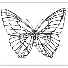 Butterfly-Coloring-Pages-for-Kids-adults-Free-Printable-Image_21