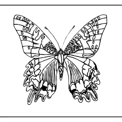 Butterfly-Coloring-Pages-for-Kids-adults-Free-Printable-Image_22