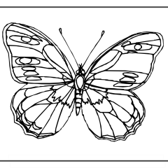 Butterfly-Coloring-Pages-for-Kids-adults-Free-Printable-Image_23