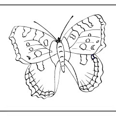 Butterfly-Coloring-Pages-for-Kids-adults-Free-Printable-Image_26