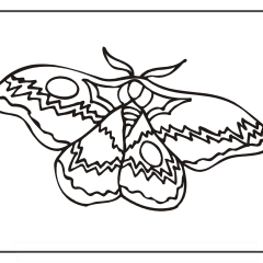 Butterfly-Coloring-Pages-for-Kids-adults-Free-Printable-Image_29