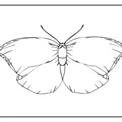 Butterfly-Coloring-Pages-for-Kids-adults-Free-Printable-Image_31