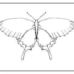 Butterfly-Coloring-Pages-for-Kids-adults-Free-Printable-Image_32