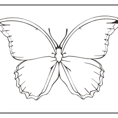 Butterfly-Coloring-Pages-for-Kids-adults-Free-Printable-Image_33