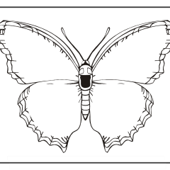 Butterfly-Coloring-Pages-for-Kids-adults-Free-Printable-Image_34