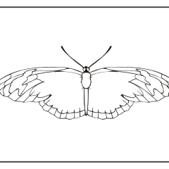 Butterfly-Coloring-Pages-for-Kids-adults-Free-Printable-Image_36