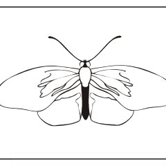 Butterfly-Coloring-Pages-for-Kids-adults-Free-Printable-Image_37