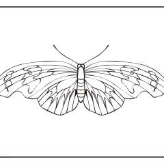 Butterfly-Coloring-Pages-for-Kids-adults-Free-Printable-Image_38