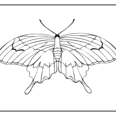 Butterfly-Coloring-Pages-for-Kids-adults-Free-Printable-Image_39