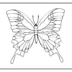 Butterfly-Coloring-Pages-for-Kids-adults-Free-Printable-Image_40