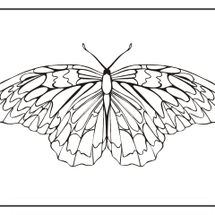 Butterfly-Coloring-Pages-for-Kids-adults-Free-Printable-Image_41