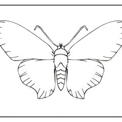 Butterfly-Coloring-Pages-for-Kids-adults-Free-Printable-Image_42