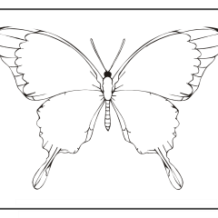 Butterfly-Coloring-Pages-for-Kids-adults-Free-Printable-Image_43