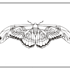 Butterfly-Coloring-Pages-for-Kids-adults-Free-Printable-Image_44