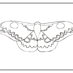 Butterfly-Coloring-Pages-for-Kids-adults-Free-Printable-Image_45